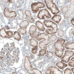 ACOT7 Antibody in Immunohistochemistry (IHC)