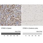 Stabilin 2 Antibody in Immunohistochemistry (IHC)