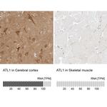 ATL1 Antibody