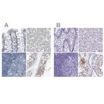 ZPBP2 Antibody in Immunohistochemistry (IHC)