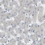 ZPBP2 Antibody in Immunohistochemistry (IHC)