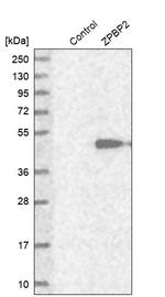 ZPBP2 Antibody in Western Blot (WB)