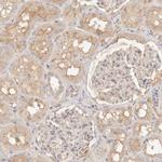 NECAP2 Antibody in Immunohistochemistry (IHC)