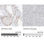 SPT5 Antibody