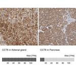 TCP-1 theta Antibody in Immunohistochemistry (IHC)
