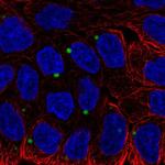 EDEM1 Antibody in Immunocytochemistry (ICC/IF)