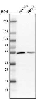 DARS Antibody in Western Blot (WB)