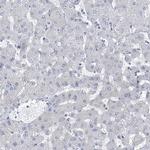 NUFIP1 Antibody in Immunohistochemistry (IHC)