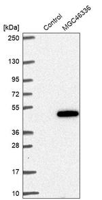 ZNF843 Antibody in Western Blot (WB)