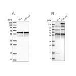 BSDC1 Antibody in Western Blot (WB)