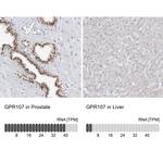 GPR107 Antibody