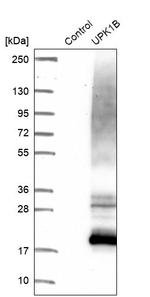 UPK1B Antibody in Western Blot (WB)