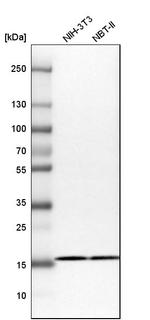 RPS25 Antibody in Western Blot (WB)