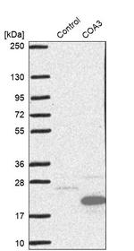 COA3 Antibody in Western Blot (WB)