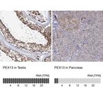 PEX13 Antibody