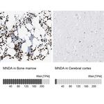 Myeloid Specific Antigen Antibody