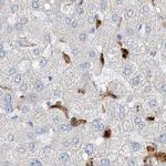 NAGK Antibody in Immunohistochemistry (IHC)