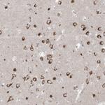 MARS2 Antibody in Immunohistochemistry (Paraffin) (IHC (P))