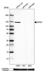 AP5Z1 Antibody