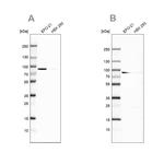 DPP3 Antibody in Western Blot (WB)