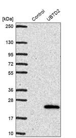 UBTD2 Antibody in Western Blot (WB)
