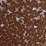 FAM110C Antibody in Immunohistochemistry (Paraffin) (IHC (P))