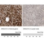 DNAJC12 Antibody in Immunohistochemistry (IHC)