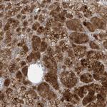 DNAJC12 Antibody in Immunohistochemistry (IHC)