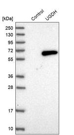 UGDH Antibody in Western Blot (WB)