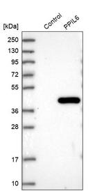 PPIL6 Antibody in Western Blot (WB)