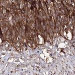 DDO Antibody in Immunohistochemistry (IHC)