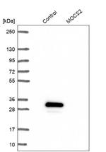 MOCS2 Antibody in Western Blot (WB)