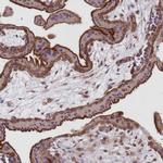 FCHO2 Antibody in Immunohistochemistry (IHC)