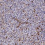 FCHO2 Antibody in Immunohistochemistry (IHC)