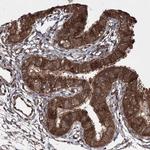 SERINC5 Antibody in Immunohistochemistry (IHC)