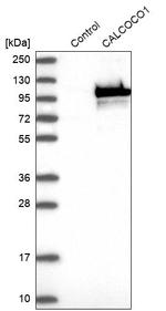 CALCOCO1 Antibody in Western Blot (WB)