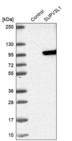 SUPV3L1 Antibody in Western Blot (WB)