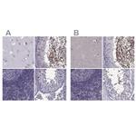 ODF3 Antibody in Immunohistochemistry (IHC)