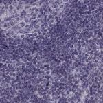 ODF3 Antibody in Immunohistochemistry (IHC)