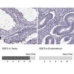 ODF3 Antibody