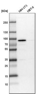 PEX5 Antibody in Western Blot (WB)