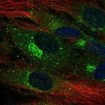 CLEC14A Antibody in Immunocytochemistry (ICC/IF)