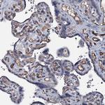 CLEC14A Antibody in Immunohistochemistry (Paraffin) (IHC (P))