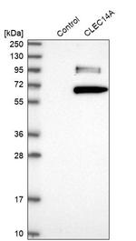 CLEC14A Antibody in Western Blot (WB)