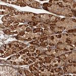 CSAD Antibody in Immunohistochemistry (Paraffin) (IHC (P))