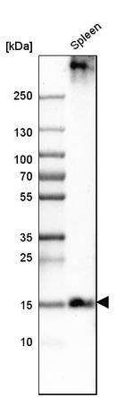 PLAC8 Antibody in Western Blot (WB)