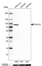 DYNC1I2 Antibody