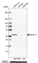 DNAJC17 Antibody