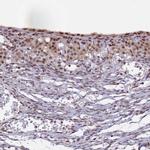 POLR2C Antibody in Immunohistochemistry (IHC)