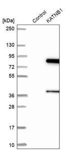 Katanin p80 Antibody in Western Blot (WB)
